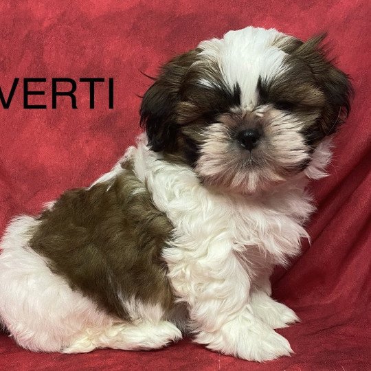 chiot Shih tzu tricolore VERTI shih tzu Domaine de la Chantelaie