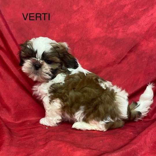 chiot Shih tzu tricolore VERTI shih tzu Domaine de la Chantelaie