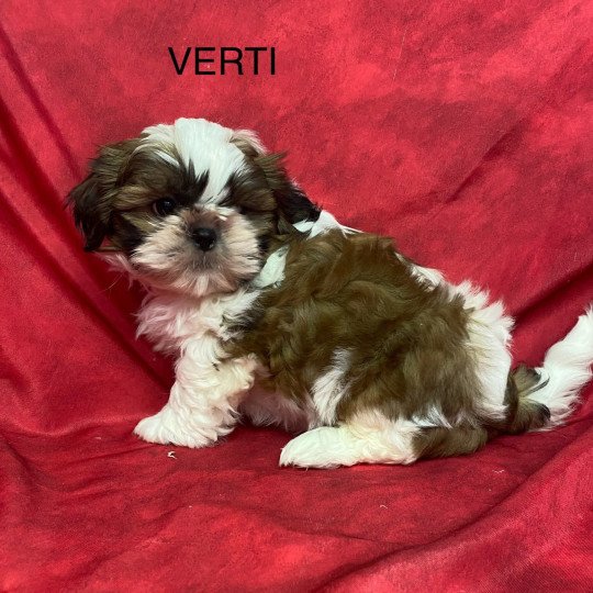 chiot Shih tzu tricolore VERTI shih tzu Domaine de la Chantelaie