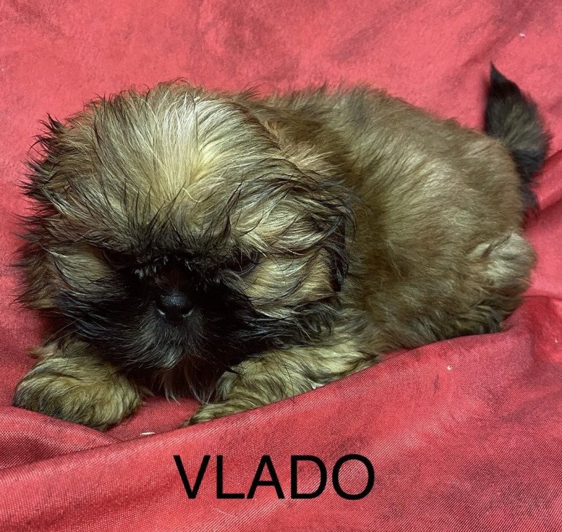 VLADO shih tzu mini Mâle Shih tzu