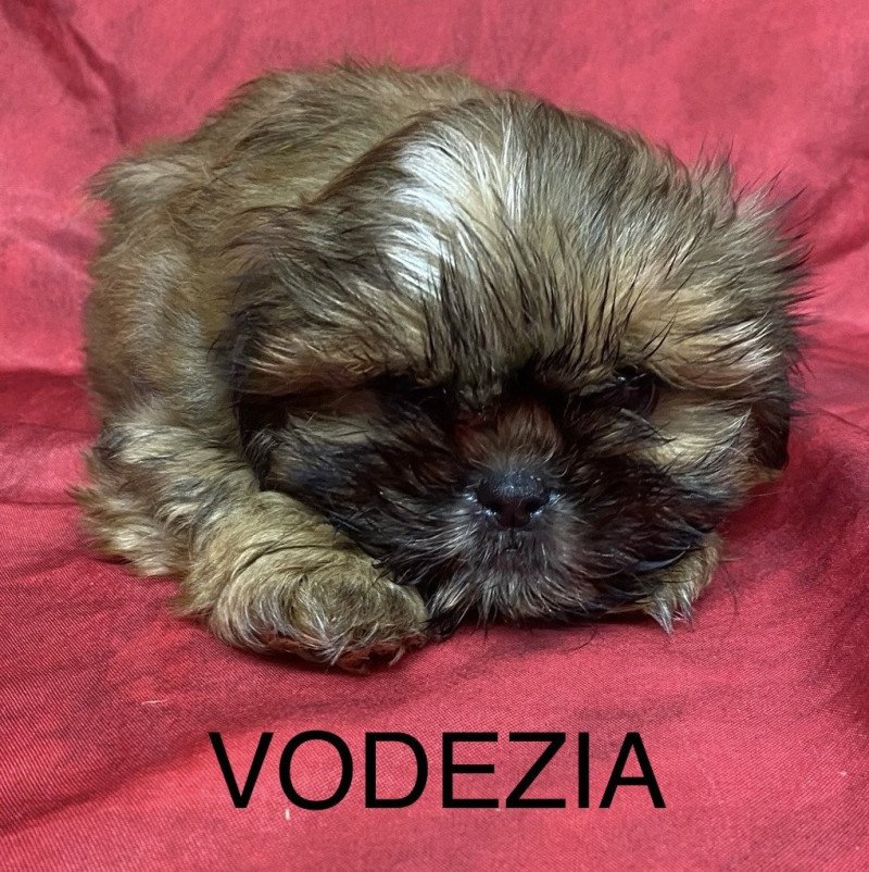 VODEZIA shih tzu Femelle Shih tzu