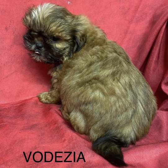 chiot Shih tzu Fauve masque noir VODEZIA shih tzu Domaine de la Chantelaie