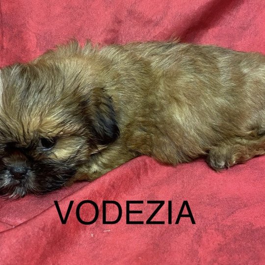 chiot Shih tzu Fauve masque noir VODEZIA shih tzu Domaine de la Chantelaie