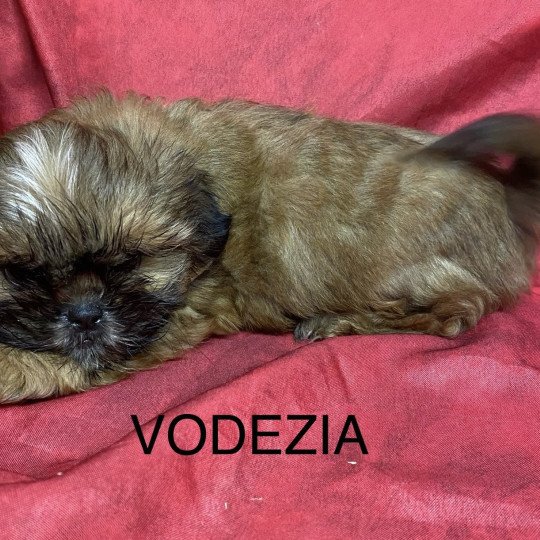 chiot Shih tzu Fauve masque noir VODEZIA shih tzu Domaine de la Chantelaie
