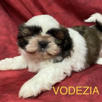 chiot Shih tzu VODEZIA Domaine de la Chantelaie chiot Shih tzu VODEZIA Domaine de la Chantelaie