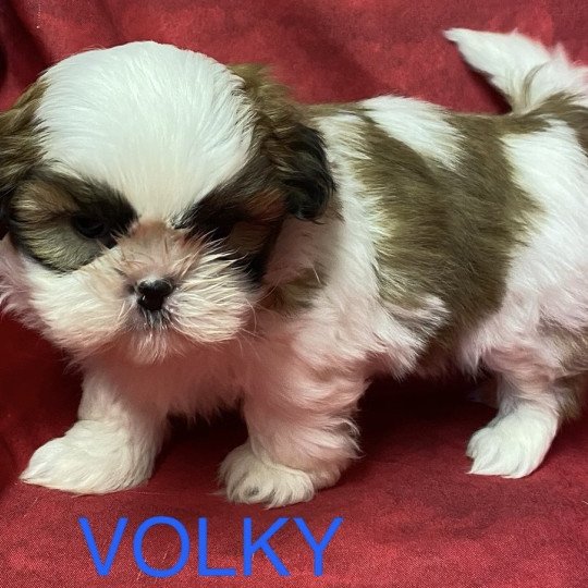 chiot Shih tzu tricolore VOLKY shi tzu à réserver Domaine de la Chantelaie