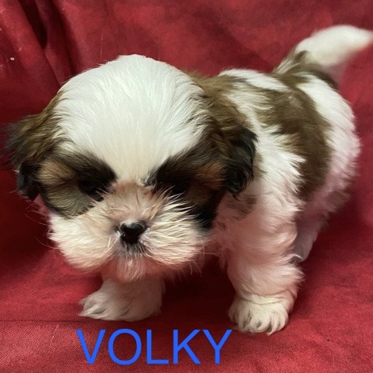 chiot Shih tzu tricolore VOLKY shi tzu à réserver Domaine de la Chantelaie