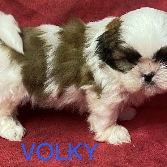 chiot Shih tzu tricolore VOLKY shi tzu à réserver Domaine de la Chantelaie