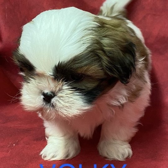 chiot Shih tzu tricolore VOLKY shi tzu à réserver Domaine de la Chantelaie