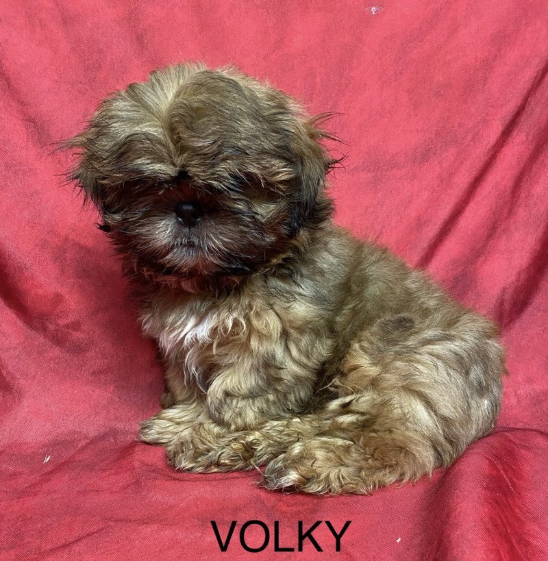 VOLKY shih tzu Mâle Shih tzu