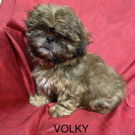 chiot Shih tzu Fauve masque noir VOLKY shih tzu Domaine de la Chantelaie