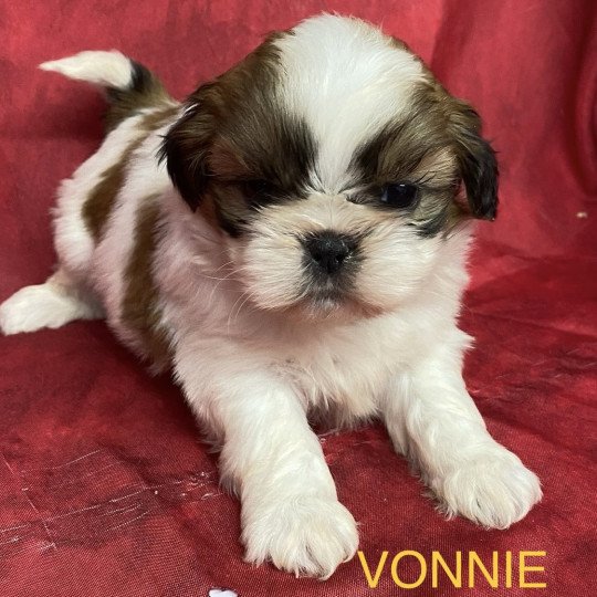 chiot Shih tzu tricolore VONNIE shih tzu Domaine de la Chantelaie