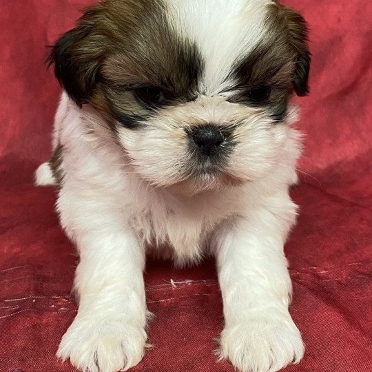 chiot Shih tzu tricolore VONNIE shih tzu à réserver Domaine de la Chantelaie