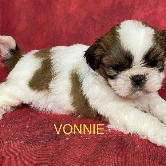 chiot Shih tzu tricolore VONNIE shih tzu à réserver Domaine de la Chantelaie