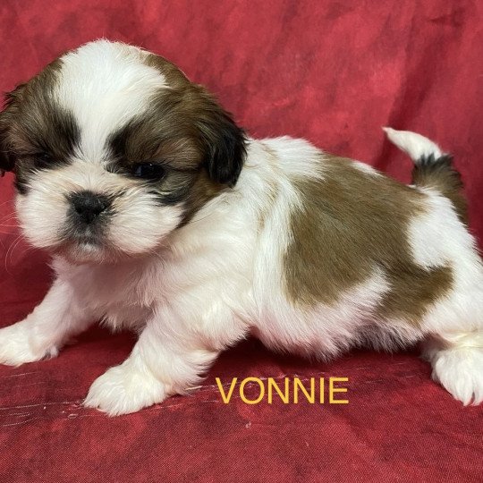 chiot Shih tzu tricolore VONNIE shih tzu à réserver Domaine de la Chantelaie