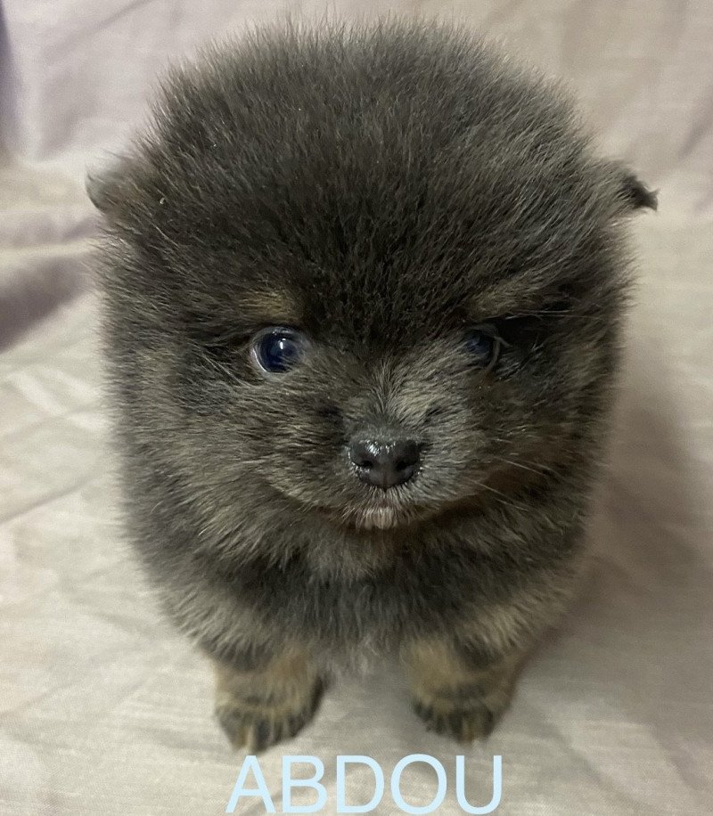 ABDOU spitz à réserver Mâle Spitz allemand