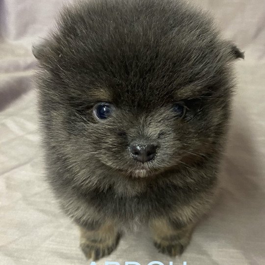 chiot Spitz allemand ABDOU spitz à réserver Domaine de la Chantelaie