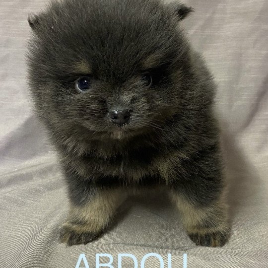 chiot Spitz allemand ABDOU spitz à réserver Domaine de la Chantelaie