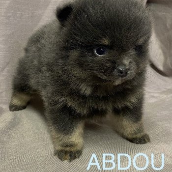 chiot Spitz allemand ABDOU spitz à réserver Domaine de la Chantelaie