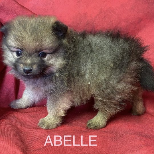 chiot Spitz allemand ABELLE spitz naine Domaine de la Chantelaie