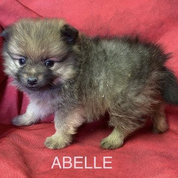 chiot Spitz allemand ABELLE spitz naine Domaine de la Chantelaie
