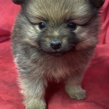 chiot Spitz allemand ABELLE spitz naine Domaine de la Chantelaie