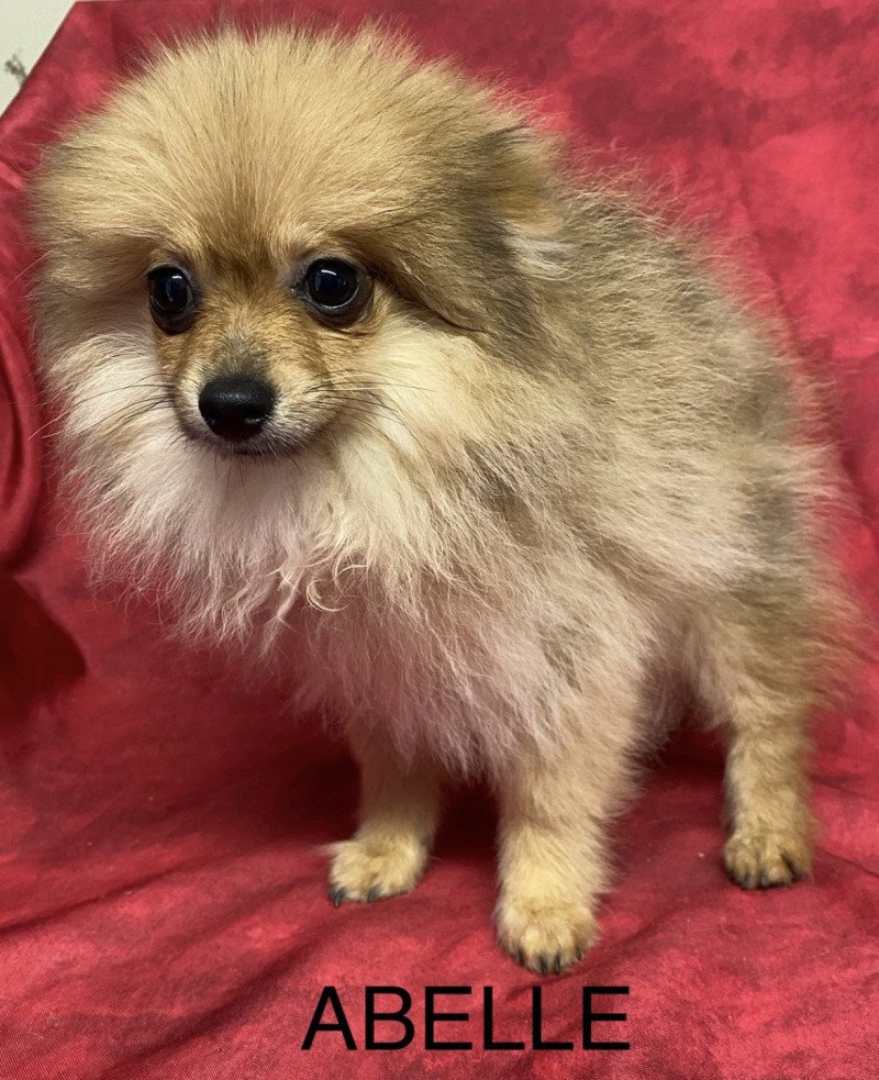 ABELLE spitz naine Femelle Spitz allemand