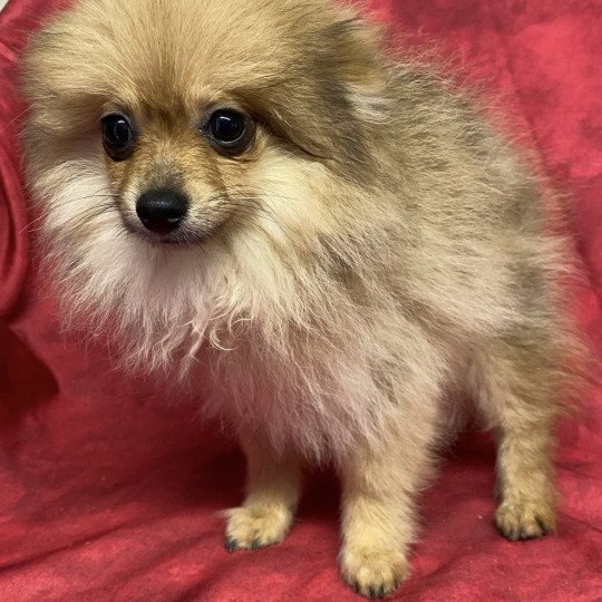 ABELLE spitz naine Femelle Spitz allemand