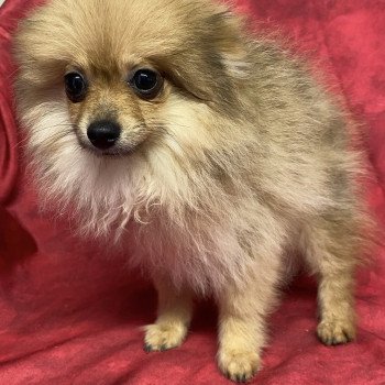 chiot Spitz allemand ABELLE spitz naine Domaine de la Chantelaie