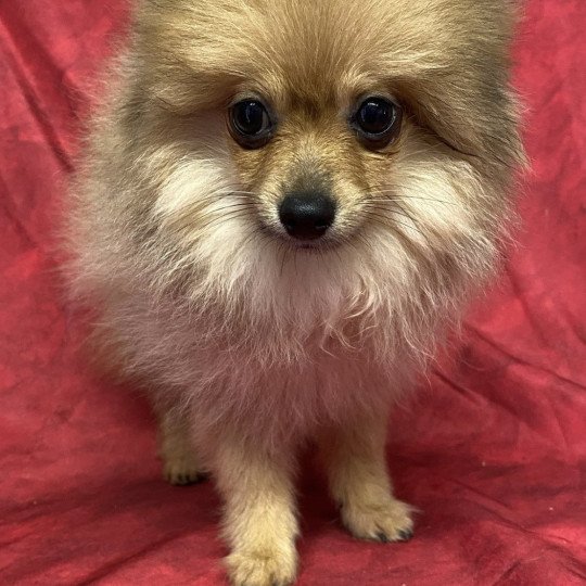 chiot Spitz allemand ABELLE spitz naine Domaine de la Chantelaie
