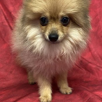 chiot Spitz allemand ABELLE spitz naine Domaine de la Chantelaie