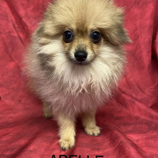 chiot Spitz allemand ABELLE spitz naine Domaine de la Chantelaie