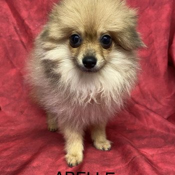 chiot Spitz allemand ABELLE spitz naine Domaine de la Chantelaie