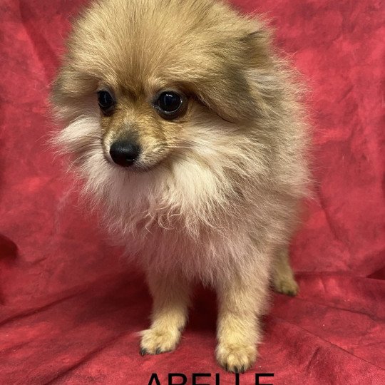 chiot Spitz allemand ABELLE spitz naine Domaine de la Chantelaie