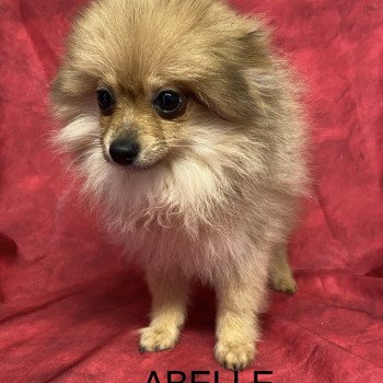 chiot Spitz allemand ABELLE spitz naine Domaine de la Chantelaie