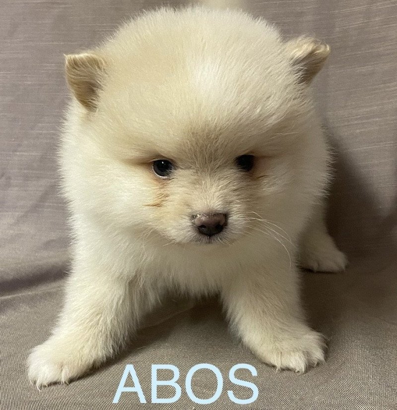 ABOS spitz à réserver Mâle Spitz allemand