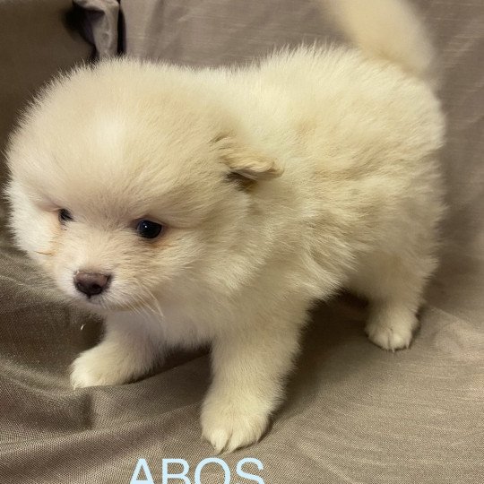 chiot Spitz allemand ABOS spitz à réserver Domaine de la Chantelaie