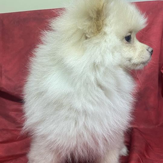 chiot Spitz allemand ABOS spitz Domaine de la Chantelaie