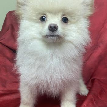 chiot Spitz allemand ABOS spitz Domaine de la Chantelaie