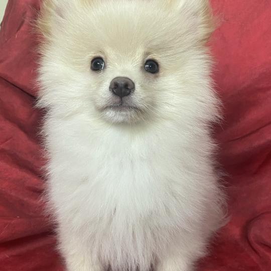 chiot Spitz allemand ABOS spitz Domaine de la Chantelaie