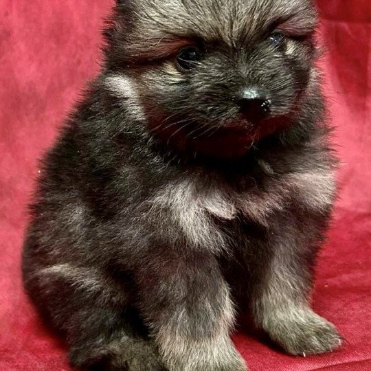 chiot Spitz allemand ACE spitz nain Domaine de la Chantelaie