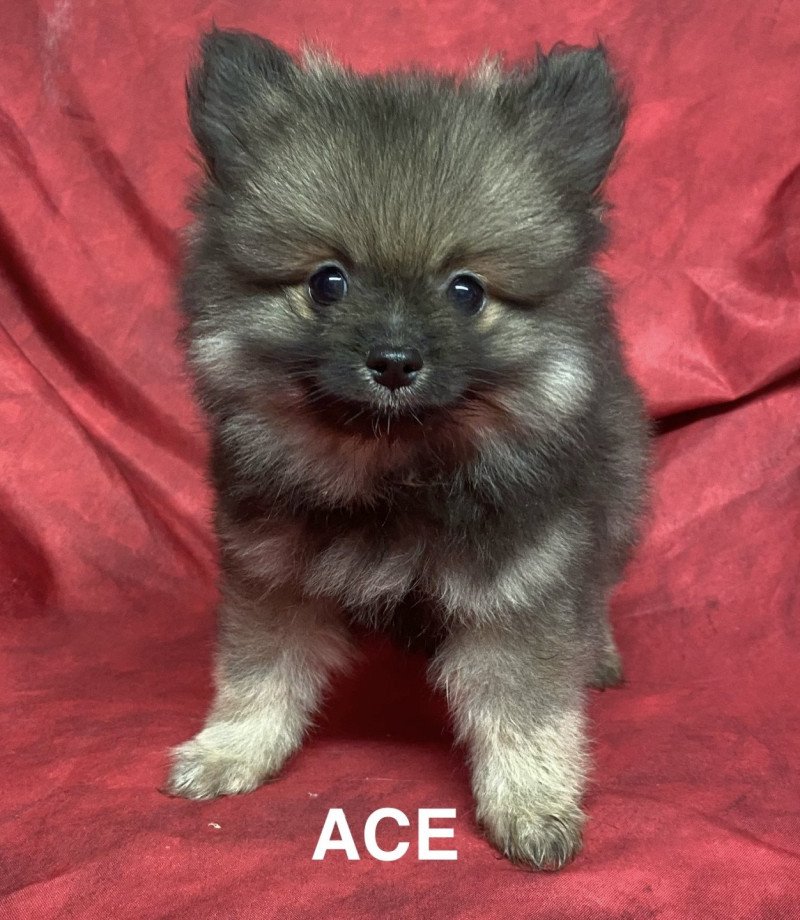 ACE spitz nain Mâle Spitz allemand