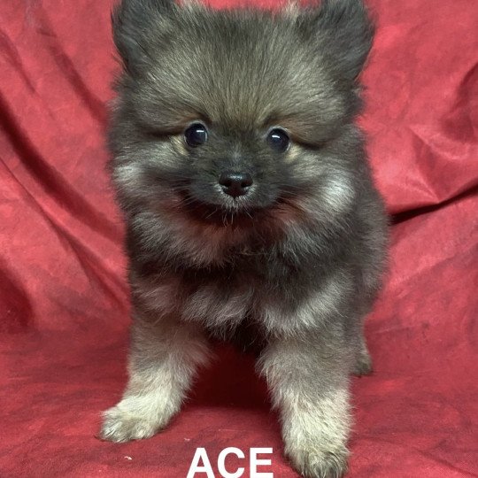ACE spitz nain Mâle Spitz allemand