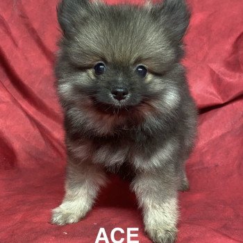 chiot Spitz allemand ACE spitz nain Domaine de la Chantelaie