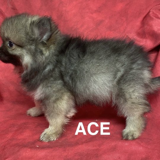 chiot Spitz allemand ACE spitz nain Domaine de la Chantelaie