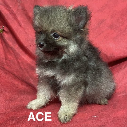 chiot Spitz allemand ACE spitz nain Domaine de la Chantelaie