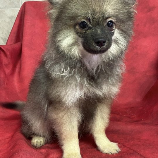 chiot Spitz allemand ACE spitz nain Domaine de la Chantelaie