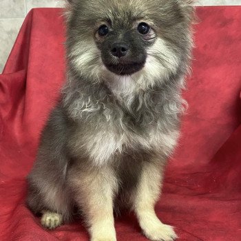 chiot Spitz allemand ACE spitz nain Domaine de la Chantelaie