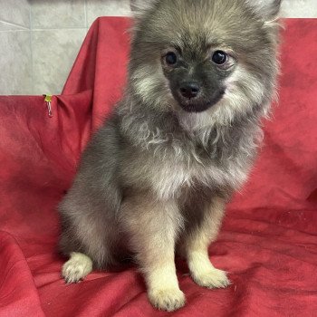 chiot Spitz allemand ACE spitz nain Domaine de la Chantelaie