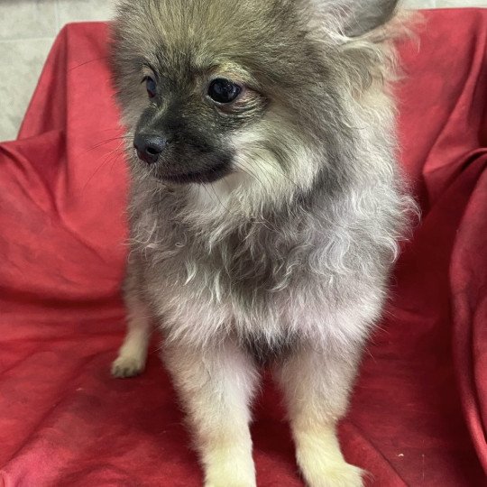 chiot Spitz allemand ACE spitz nain Domaine de la Chantelaie